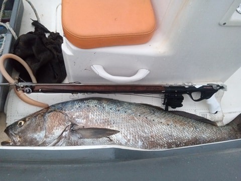 118177800 643733299605795 1304671403038472876 n