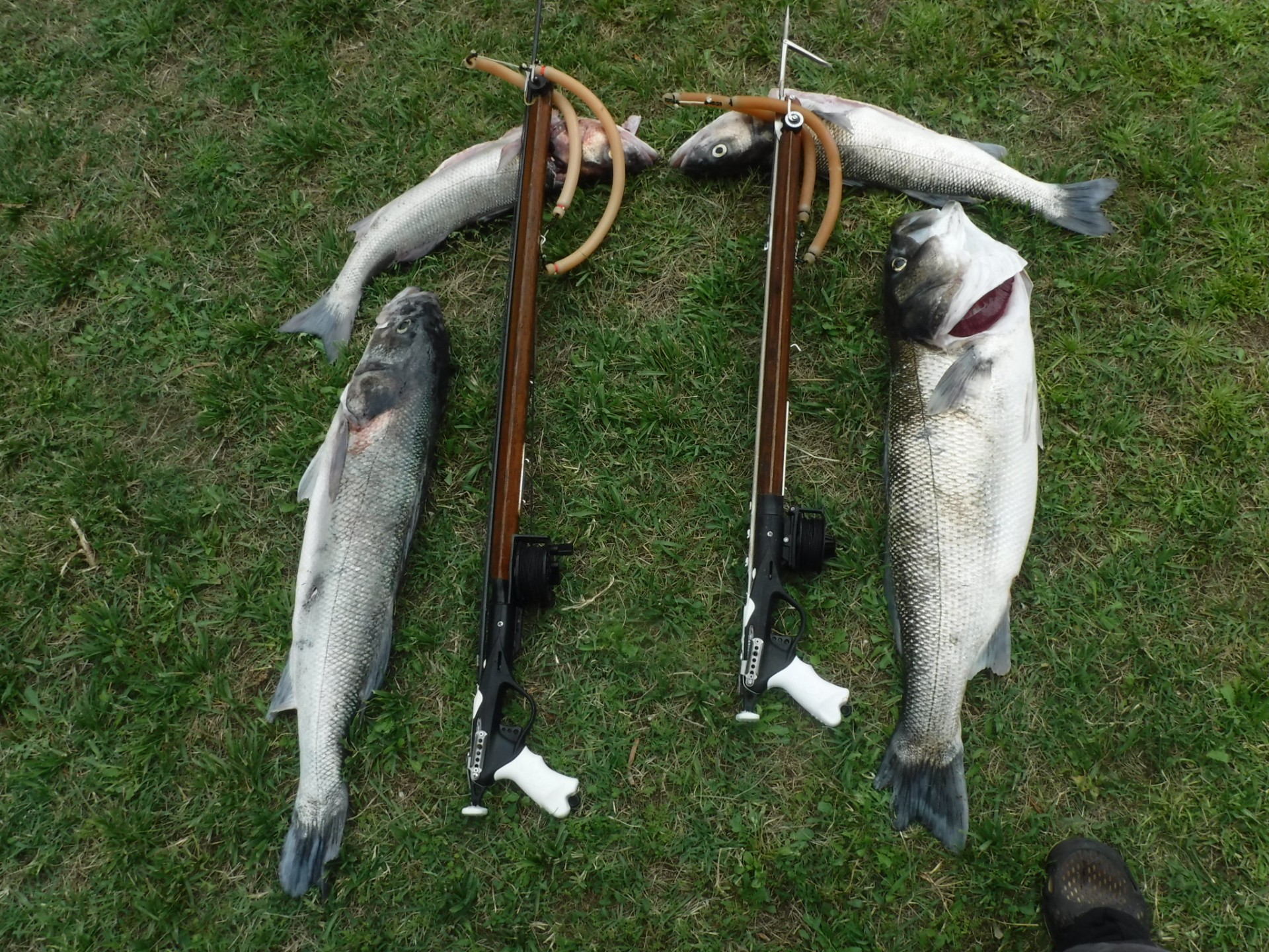 BARS 6,4 KG ET 5,2 KG ROLLER 65 CM